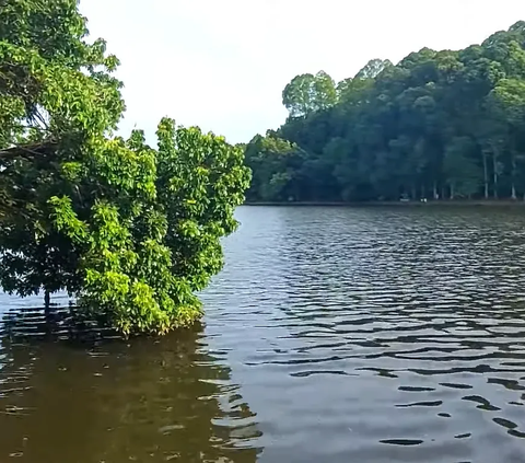 Dipenuhi Pepohohan Syahdu, Situ Gede Cocok Jadi Wisata Introvert di Kota Bogor