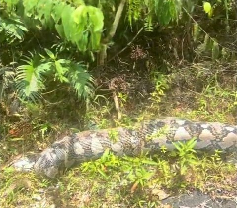 Mistaken for a Fallen Coconut Tree on the Road, Turns Out a Giant Python Snake Died from Overeating, Swollen Stomach to the Tail
