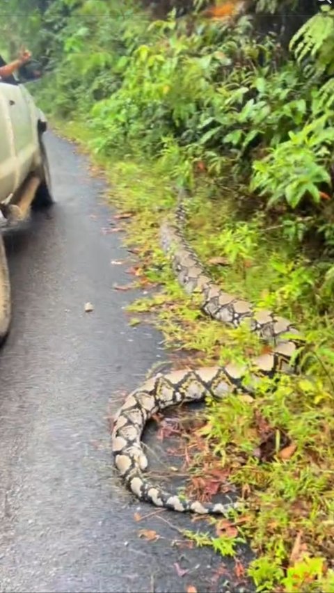 Mistaken for a Fallen Coconut Tree on the Road, Turns Out a Giant Python Snake Died from Overeating, Swollen Stomach to the Tail