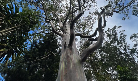 Foto di Bawah Pohon Eukaliptus