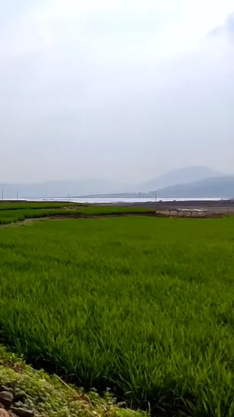 Waduk Jatigede yang Surut karena Kemarau Kini Tampak Menghijau, Intip Penampakannya