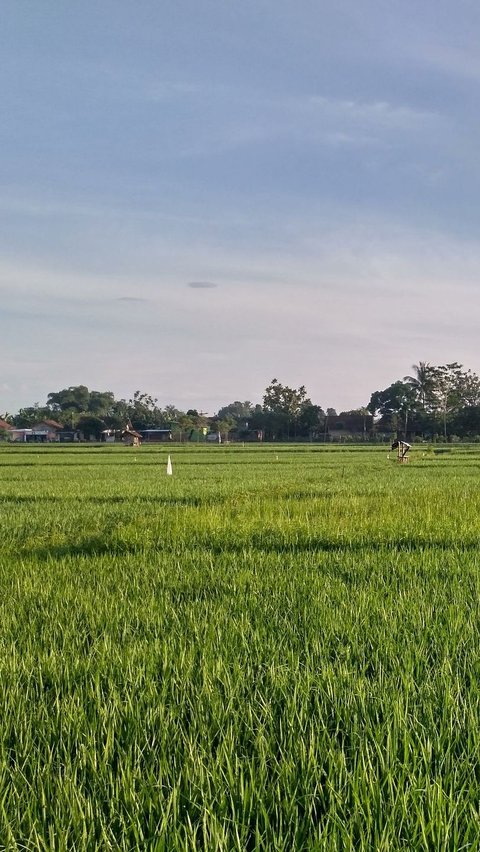 Cara Unik Pemkab Purwakarta Atasi Hama Tikus, Sebar Pasukan Burung Hantu di Persawahan