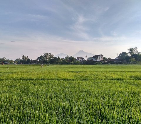 Cara Unik Pemkab Purwakarta Atasi Hama Tikus, Sebar Pasukan Burung Hantu di Persawahan