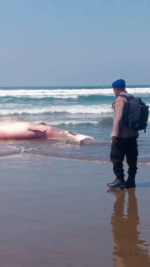 Hiu Paus Sepanjang 6,6 Meter Ditemukan Mati di Pantai Bali