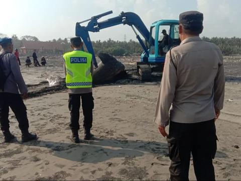 Hiu Paus Sepanjang 6,6 Meter Ditemukan Mati di Pantai Bali