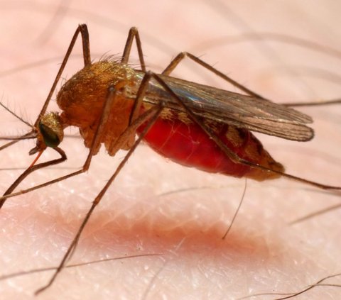 Kehadiran nyamuk sangat mengganggu ketenangan anda. Serangga kecil ini juga merupakan penyebab dari penyakit demam berdarah dan malaria.