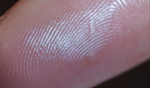 5. Fingerprint