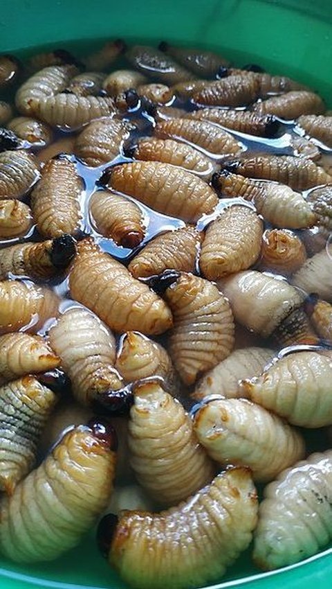 Viral Bekal Ulat Sagu Siswa Ini Bikin Teman Sekelasnya Geli, Padahal Ada Segudang Manfaat buat Kesehatan<br>