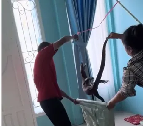 Momen Kurir Bantu Customer Menangkap Biawak yang Masuk Rumah, Netizen: Malah Cosplay Jadi Damkar