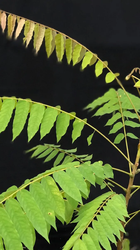 Daun belimbing wuluh, dengan warna hijau gelap dan susunan majemuk, ternyata juga menyimpan sejuta manfaat untuk kesehatan tubuh.