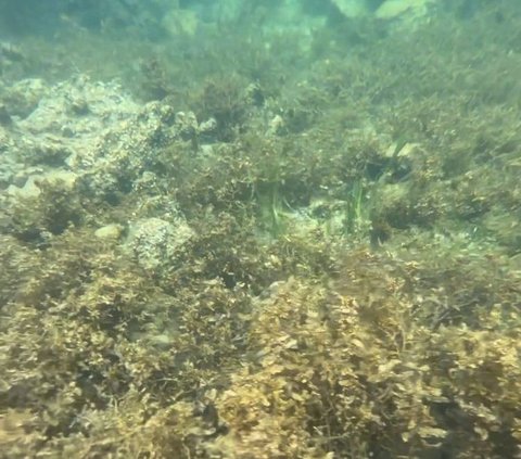 Keseruan saat Berkunjung ke CYC Beach Filipina, Bikin Betah Gak Mau Pulang