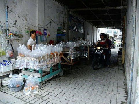 Gang Legendaris Kota Madiun Ini Dulu Surga bagi Pencinta Ikan Hias, Ini Potret Terbarunya Tersisa Satu Pedagang