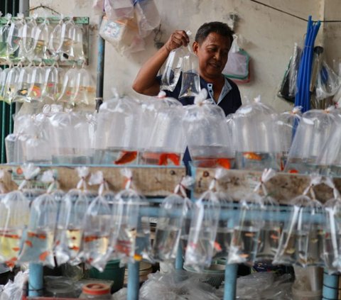 Gang Legendaris Kota Madiun Ini Dulu Surga bagi Pencinta Ikan Hias, Ini Potret Terbarunya Tersisa Satu Pedagang