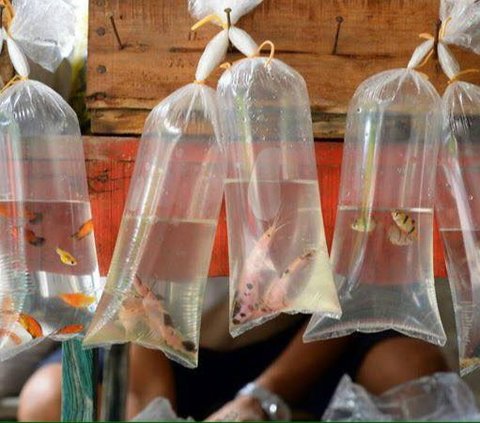 Gang Legendaris Kota Madiun Ini Dulu Surga bagi Pencinta Ikan Hias, Ini Potret Terbarunya Tersisa Satu Pedagang