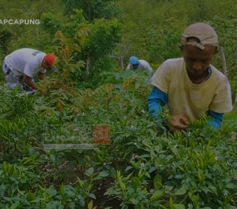 Tanam Cabai, Kelompok Petani Ini Raup Omzet Jutaan Rupiah Tiap Kali Panen
