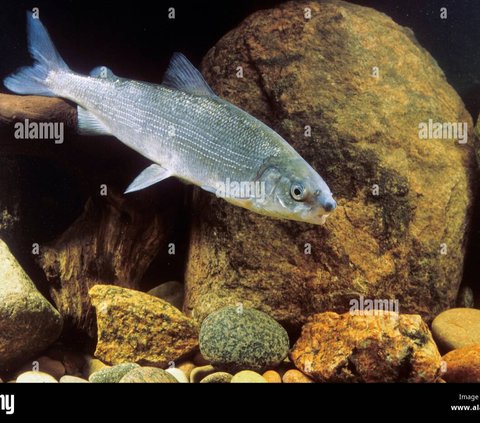 Dinyatakan Punah 15 Tahun Lalu, Spesies Ikan Bandeng Ini Ternyata Masih Hidup