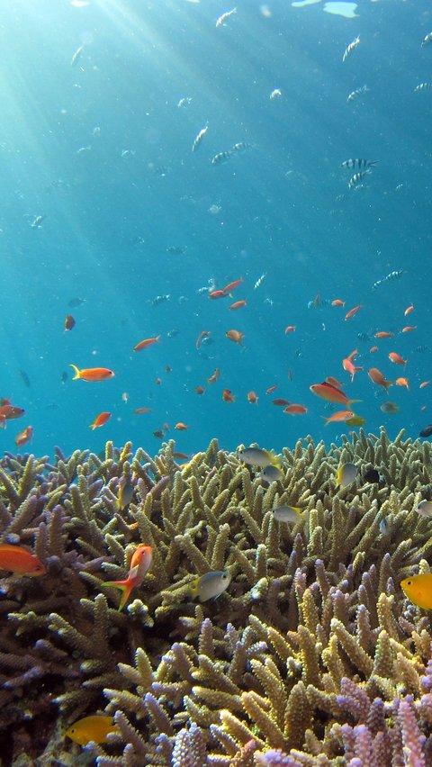 <b>Jenis Ikan yang Paling Pandai Berenang</b>