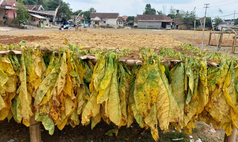 Aturan Produk Tembakau Dikhawatirkan Berdampak ke Maraknya Rokok Ilegal