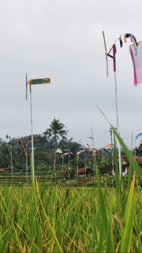 Tradisi Masyarakat Sunda saat Musim Kemarau, Pasang Kincir Angin dari Bambu