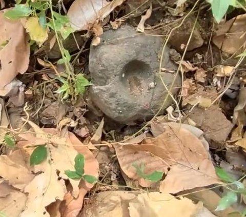 Hutan Jati di Mojokerto Ini Diduga Kampung Kerajaan yang Hilang, Petani Tak Sengaja Temukan Harta Karun