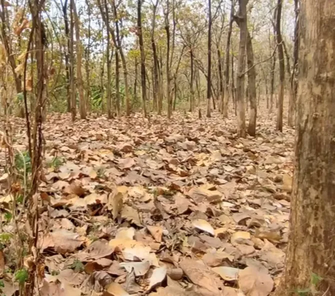 Hutan Jati di Mojokerto Ini Diduga Kampung Kerajaan yang Hilang, Petani Tak Sengaja Temukan Harta Karun