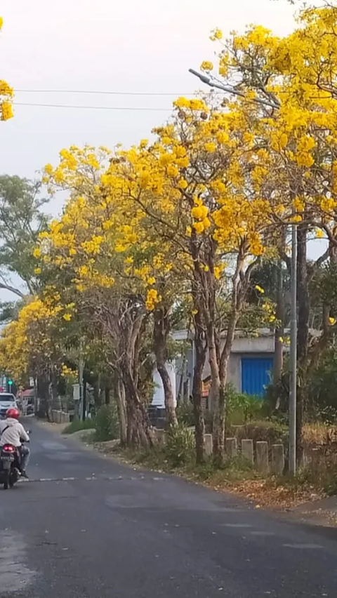 Jalan di Kota Batu Seperti Musim Semi di Jepang