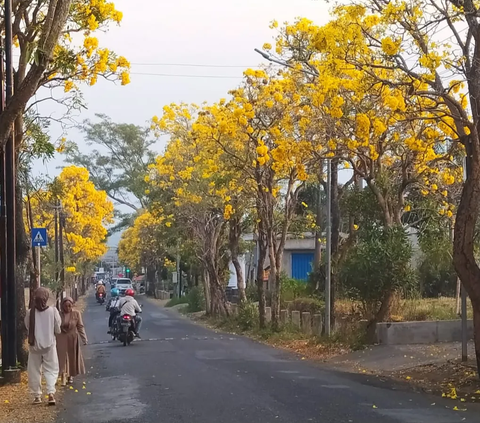 Jalan di Kota Batu Seperti Musim Semi di Jepang