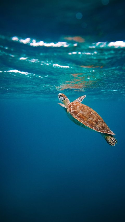 Penyu ini berasal dari genus Lepidochelys, genus yang sama dengan dua dari tujuh spesies penyu laut yang masih hidup di dunia - Kemp's ridley, penyu laut terkecil di dunia, dan olive ridley, kata Profesor Cadena.