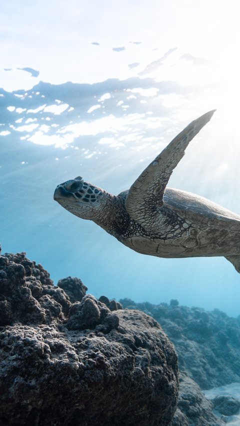 Peneliti berharap penemuan ini juga akan membantu kita memahami lebih baik sejarah evolusi genus kura-kura laut yang masih belum terlalu dipahami.