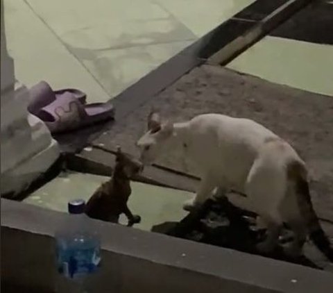 Selamatkan Anak Kucing yang Terjebak di Pipa, Aksi 3 Pemuda Ini Banjir Pujian