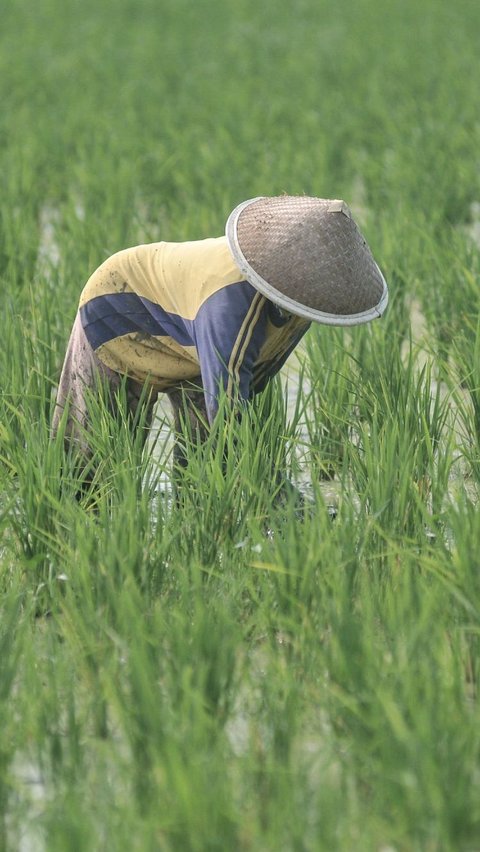 Harga Beras Naik, BPS Ungkap Fakta Soal Petani