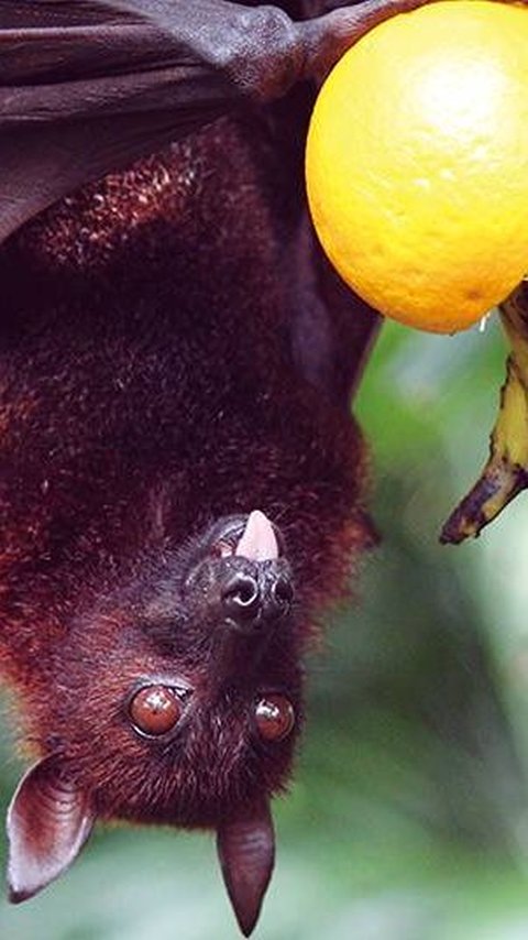 Danger of Nipah Virus, Alarm from Kerala, India