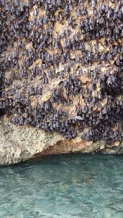 Goa Ini Dulunya jadi Tempat Persembunyian Zaman Belanda, Sekarang Penuh Kelelawar dan Ikan yang Tak Boleh Dimakan