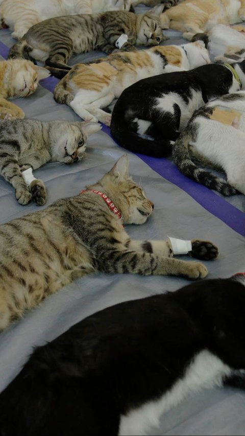 FOTO: Sudin KPKP Jaksel Gelar Sterilisasi Gratis untuk Ratusan Kucing, Cek Jadwal Berikutnya