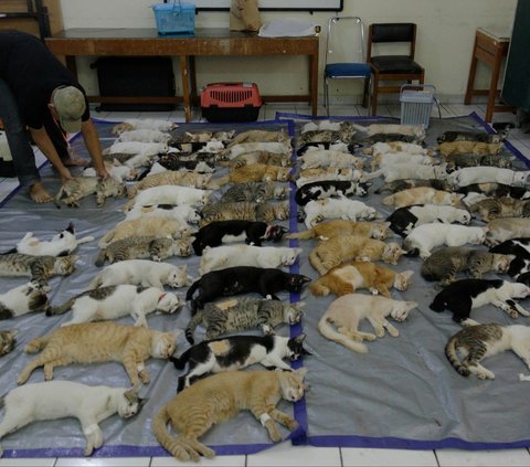 Suku Dinas Ketahanan Pangan Kelautan dan Pertanian (KPKP) Jakarta Selatan menggelar layanan sterilisasi gratis untuk ratusan kucing ras lokal. Kegiatan ini berlangsung di SMPN 155, Jalan Cikoko Barat IV, Cikoko, Pancoran, pada Sabtu (21/10/2023).