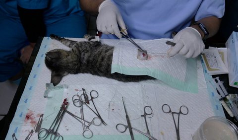 <b>Kolaborasi dengan Dokter Hewan dan Pecinta Kucing</b>