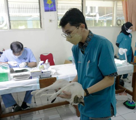 FOTO: Sudin KPKP Jaksel Gelar Sterilisasi Gratis untuk Ratusan Kucing, Cek Jadwal Berikutnya