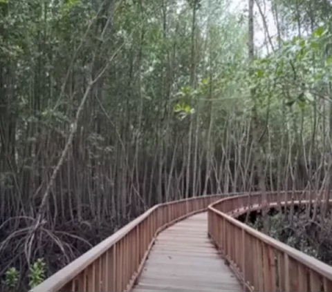 1.000 Pohon Mangrove Ditanam untuk Menangkal Polusi di Jakarta