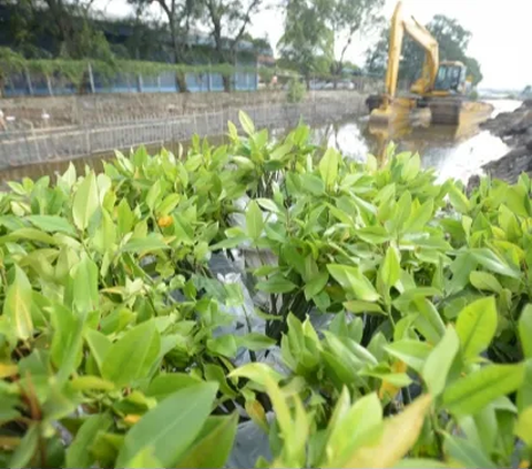 1.000 Pohon Mangrove Ditanam untuk Menangkal Polusi di Jakarta