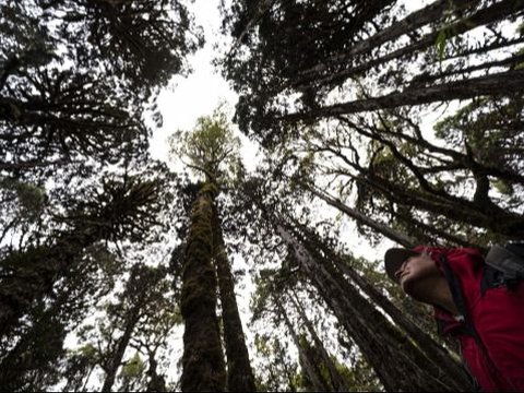 Pohon Menua dengan Caranya