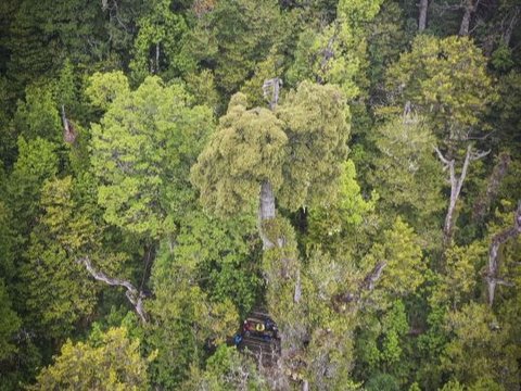 Mengapa Pohon Bisa Berusia Ribuan Tahun? Ternyata Ini Jawabannya