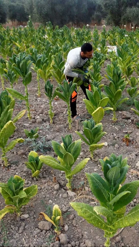 Petani Tembakau Minta Kemenkes Kaji Ulang Aturan Tembakau di RPP Kesehatan