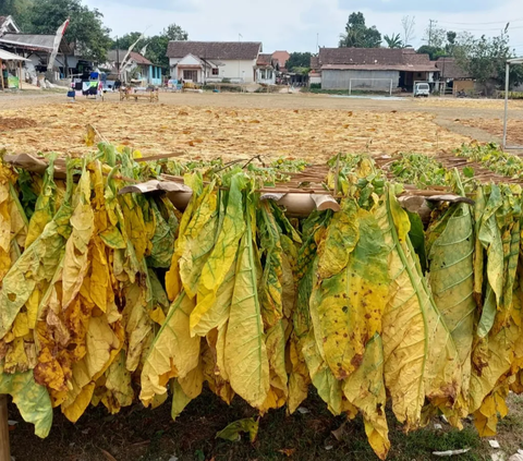 Petani Minta Kemenkes Kaji Ulang Aturan Tembakau di RPP Kesehatan, Kenapa?