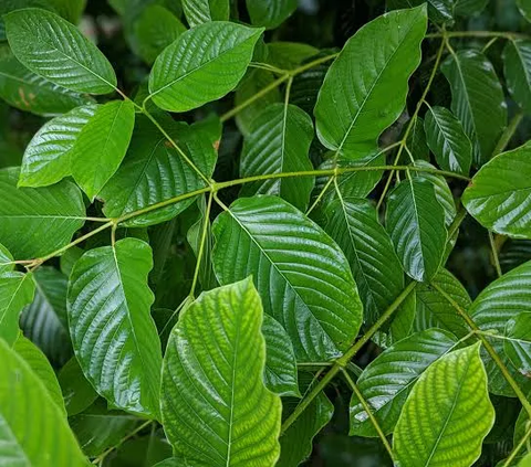 Mengenal Daun Kratom, Benarkah Miliki Manfaat atau Sepenuhnya Bahaya Seperti Narkotika?