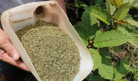 Efek Kesehatan Kratom