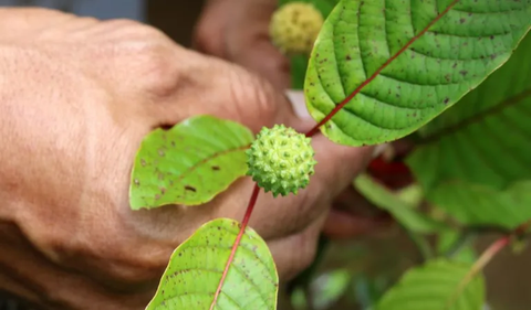 Apakah Kratom Bikin Kecanduan?<br>