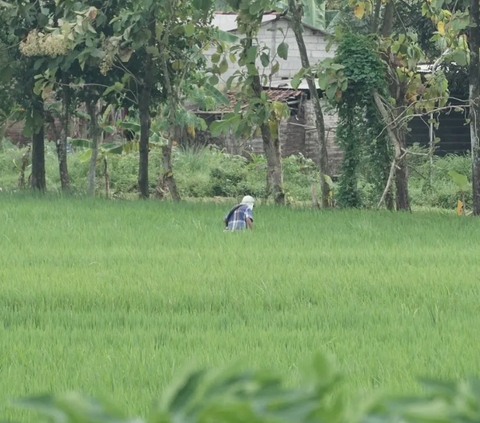 Pakai iPubers, Petani Makin Mudah Tebus Pupuk Bersubsidi