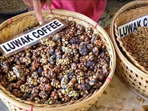 Mengunjungi Tempat Produksi Kopi Luwak di Lereng Gunung Ijen, Hasilkan Kopi Berharga Ratusan Ribu Rupiah per Kilogram