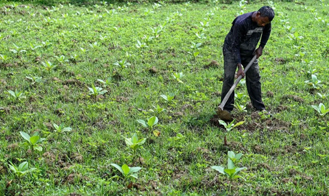 Di Daerah Ini Ada 92 Perusahaan Rokok, Serap 80.000 Tenaga Kerja