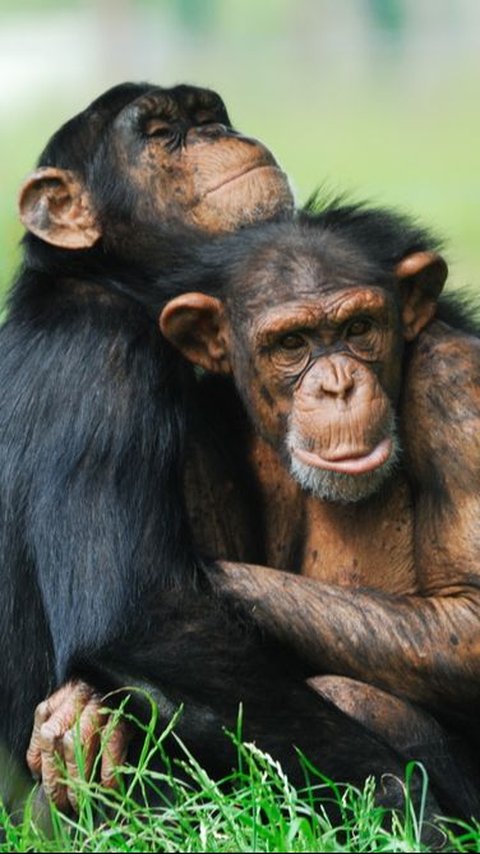 Bukan Kera atau Primata, 2.000 Tahun Lalu Hewan Ini Dianggap 'Hampir Seperti Manusia'